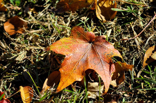 Illustration for article titled Shooting Challenge Fall Leaves Gallery 2